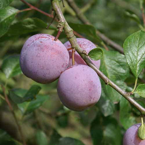 Count Althann's Gage