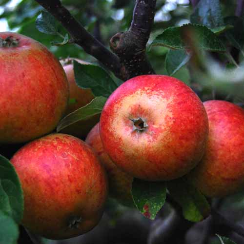 Cox's Orange Pippin