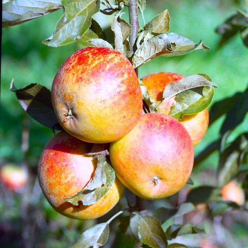 Cox's Orange Pippin
