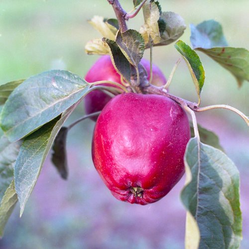 Crimson Queening