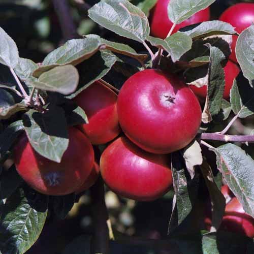 Devonshire Quarrenden