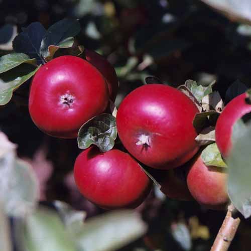 Devonshire Quarrenden