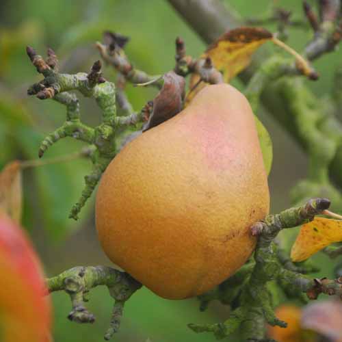 Double de Guerre