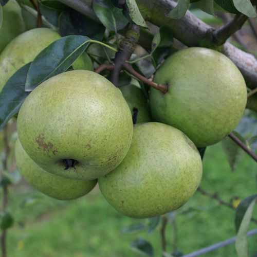 Doyenne Blanc
