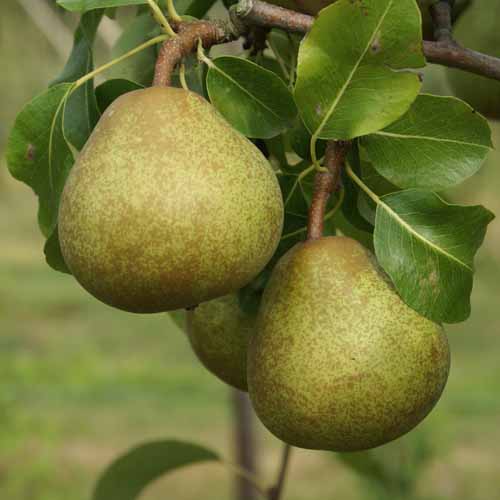 Doyenne Georges Boucher