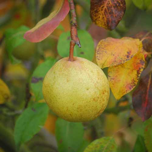 Doyenne Georges Boucher