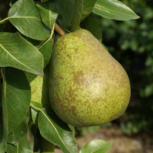 Duchesse d'Angouleme