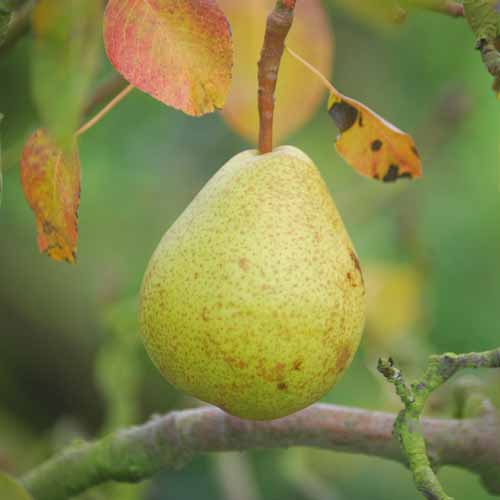 Duchesse d'Angouleme