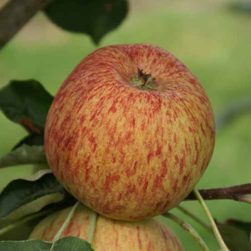 Duchess of Oldenburg