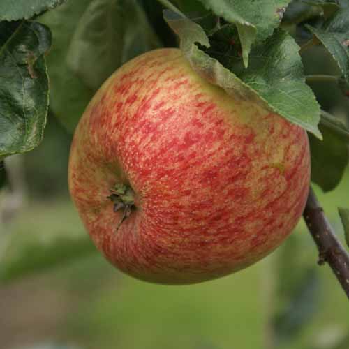 Duchess of Oldenburg