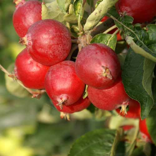 Nuvar® Dusty Red