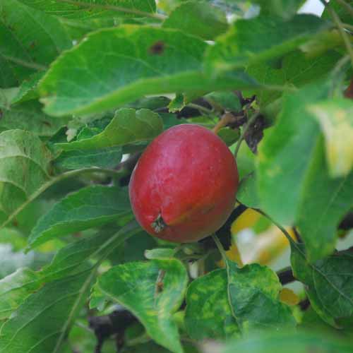 Nuvar® Dusty Red