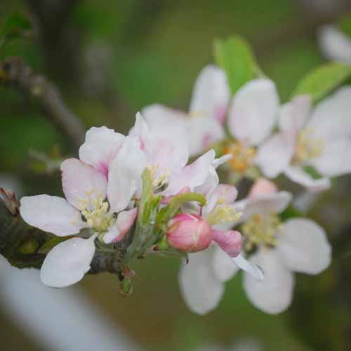 Laxton's Early Crimson