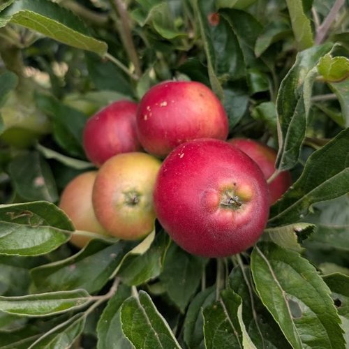 Laxton's Early Crimson