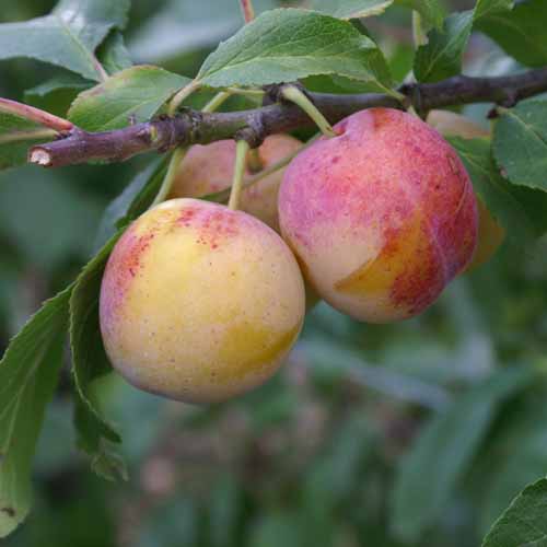 Early Transparent Gage