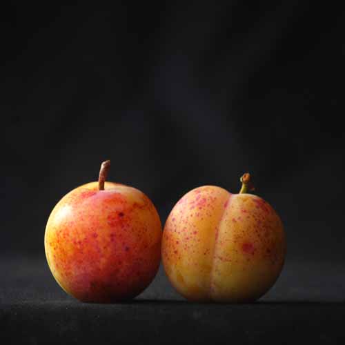 Early Transparent Gage