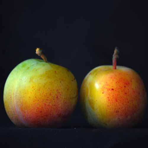 Early Transparent Gage