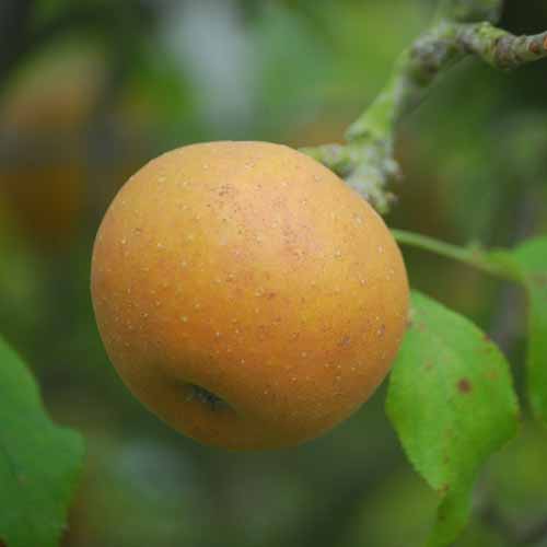 Egremont Russet