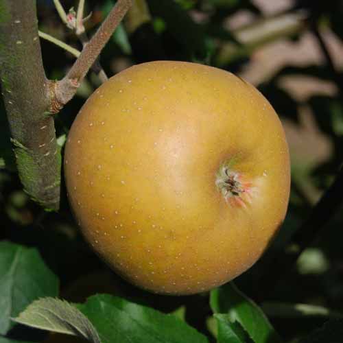 Egremont Russet