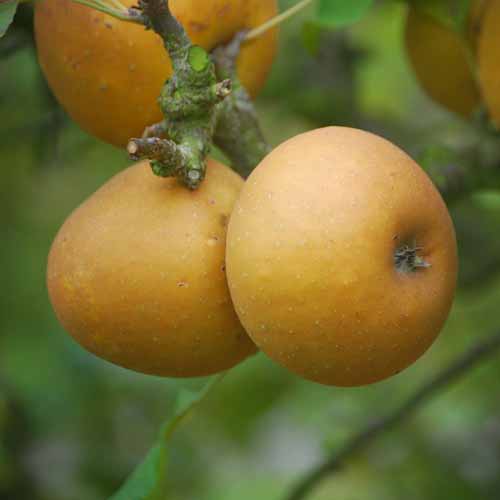 Egremont Russet