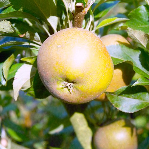 Egremont Russet