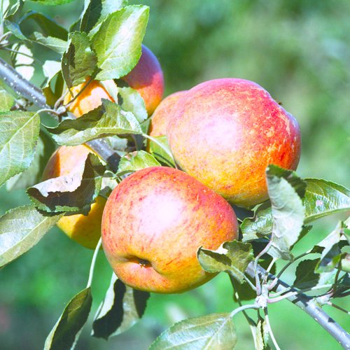 Ellison's Orange