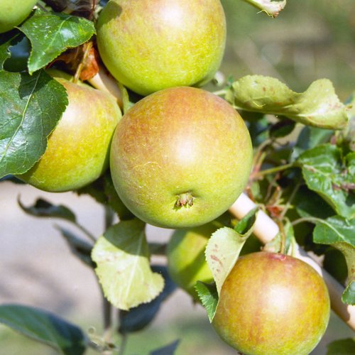Laxton's  Epicure