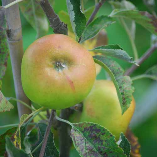 Fall Russet