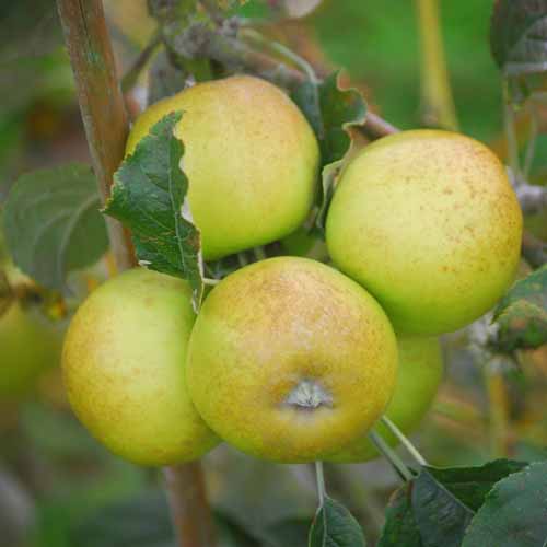 Fall Russet