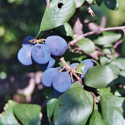 Farleigh Damson