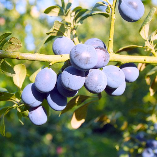Farleigh Damson