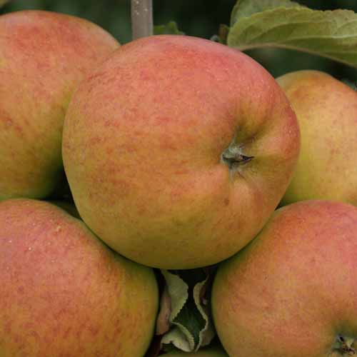 Freiherr von Berlepsch