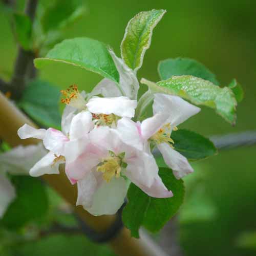 Freiherr von Berlepsch