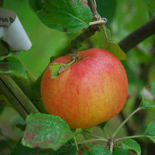 Freiherr von Berlepsch