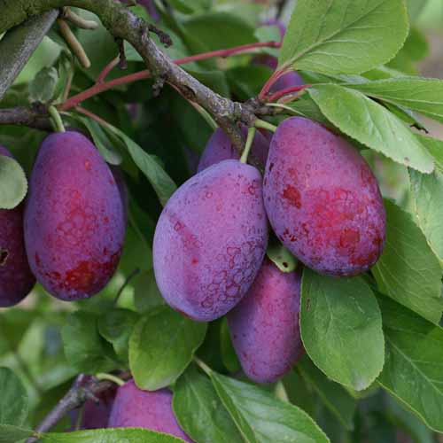 Giant Prune