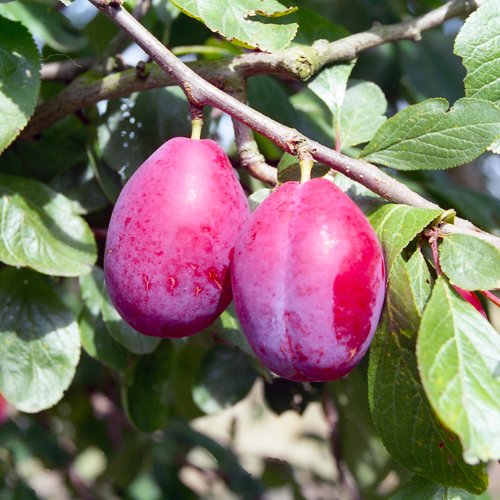 Giant Prune