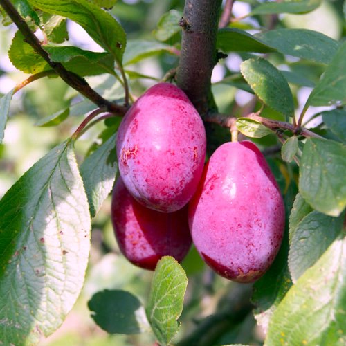 Giant Prune