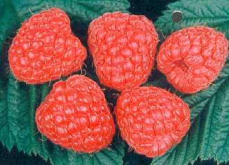 Raspberry - Glen Ample