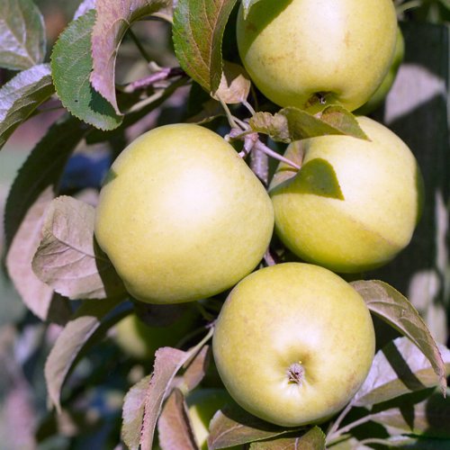 Golden Delicious