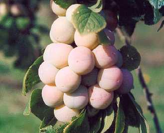Bullace - Golden Bullace