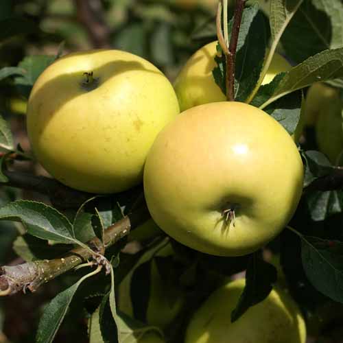 Nuvar® Golden Hills