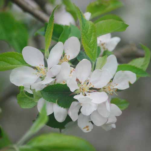 Nuvar® Golden Hills