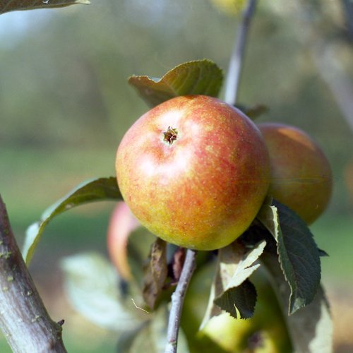 Golden Reinette