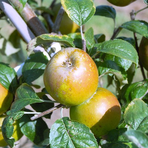 Golden Russet
