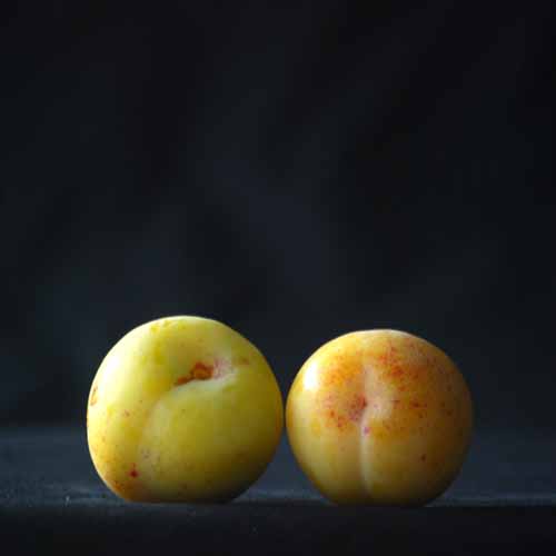 Golden Transparent Gage