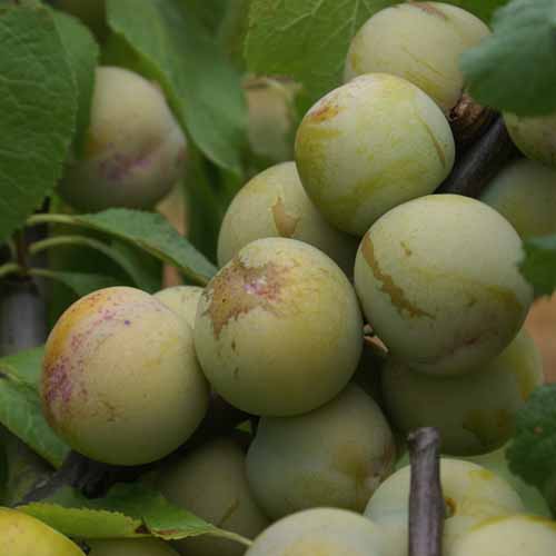 Golden Transparent Gage