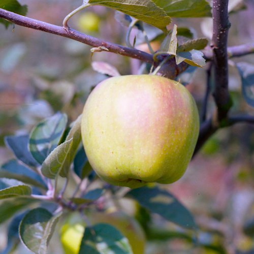 Gooseberry