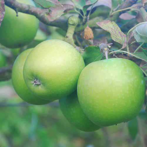 Granny Smith