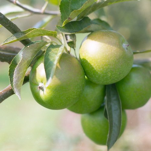 Granny Smith