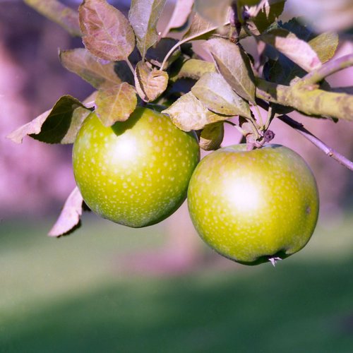Granny Smith